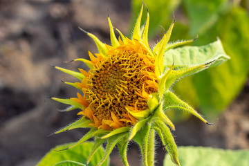 Blooming orange sunflower
