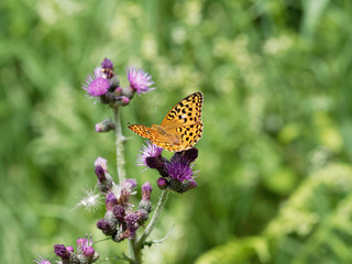 (Argynnis adippe) The high brown fritillary 