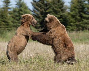 Two grizzlies fighting