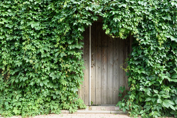 Fototapeta na wymiar fence overgrown with grapes wooden door on the right