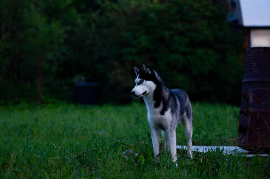 Husky