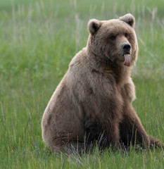 Obraz premium Grizzly with funny face