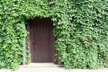 Fototapeta na wymiar fence overgrown with grapes iron door on the left