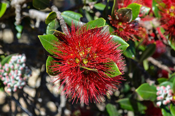 The Art of Nature Trees