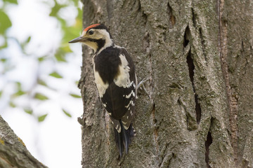close up of woodpecker sitting on trunk of tree
