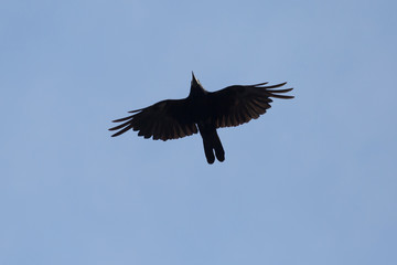 close up of rook flying in a blue sky