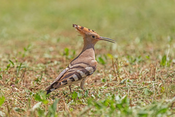 close up of hoopoe standing on ground