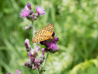The high brown fritillary (Argynnis adippe), orange butterfly with black spots, photographed in south Germany, Black-Forest.