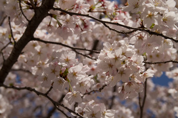 桜の風景