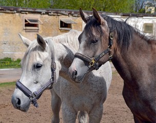 Two arab mares in the paddock in spring