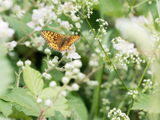 The high brown fritillary (Argynnis adippe), orange butterfly with black spots, photographed in south Germany, Black-Forest.