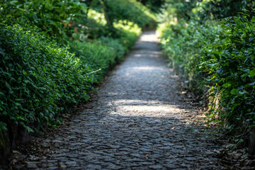 Pathway in forest