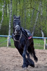 Friesian horse on the background of birch forest