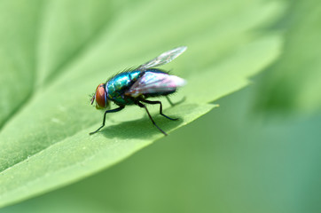 Insect on a leaf