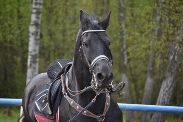 Black horse Friesian breed on the cord