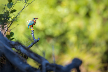 Kingfisher perching on a branch in the middle of green foliage of its natural enviroment