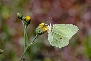 Zitronenfalter an gelber Blüte