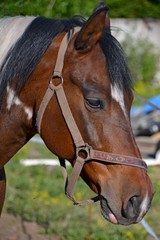 Fototapeta premium Portrait of a piebald stallion in the bright sun