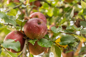 apple tree