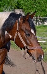 Obraz premium Piebald stallion sunny,summer day