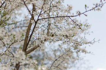 apple tree