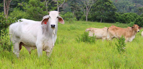 cow in field