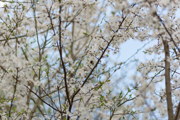 apple tree