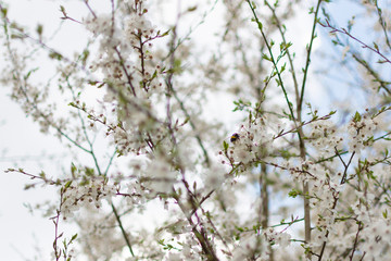 apple tree