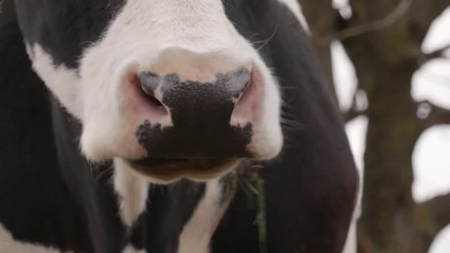 cow on a farm