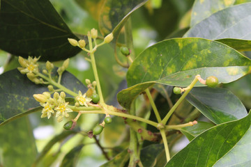 caterpillar on leaf