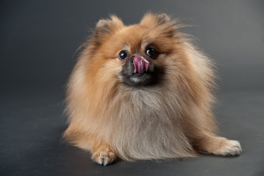 dwarf spitz in a studio