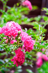 Flowers of climbing roses closeup in sunny summer day