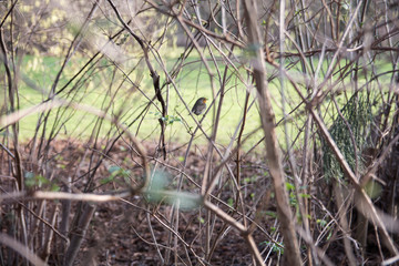 little bird