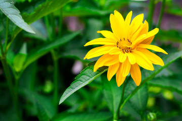 Heliopsis flowers closeup in sunny summer day