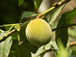 pears on tree