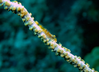 Whip Coral Goby (Bryaninops yongei)