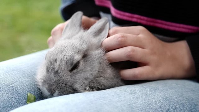 rabbit in a hand