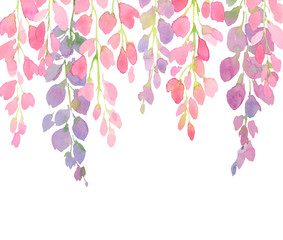 violet and pink wisteria flowers, watercolor hand painting on white background,