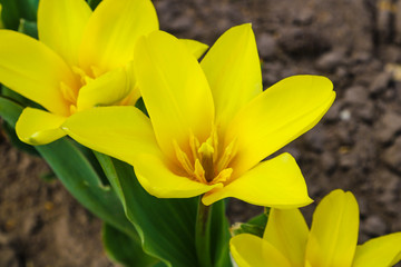 Fototapeta premium Beautiful colored tulips on a field in the morning . Beautiful bouquet of tulips in spring.