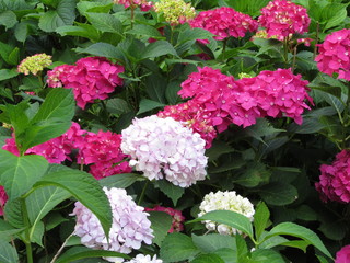 flowers in the garden