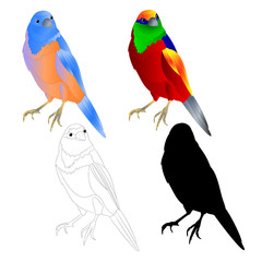 Bluebird  thrush and tropical bird  outline and silhouette on a white background  vintage vector illustration editable hand draw