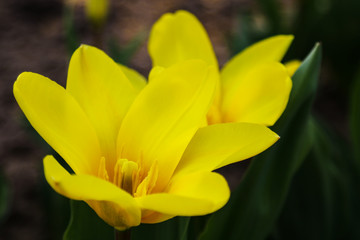 Obraz premium Tulip. Beautiful bouquet of tulips. colorful tulips. tulips in spring,colourful tulip.