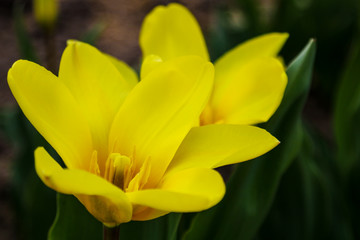 Tulip. Beautiful bouquet of tulips. colorful tulips. tulips in spring,colourful tulip.