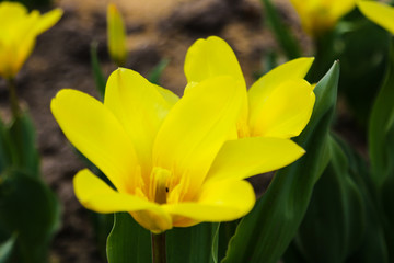 Beautiful colored tulips on a field in the morning . Beautiful bouquet of tulips in spring.