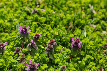 Perennial primrose or primula in the spring garden. Spring primroses flowers, primula polyanthus.