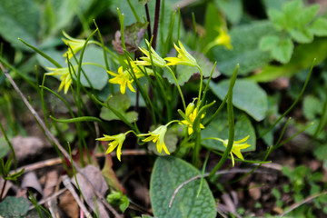 Obraz premium Bright yellow corollas of lesser celandine looks pleasantly in the nice bouquet.