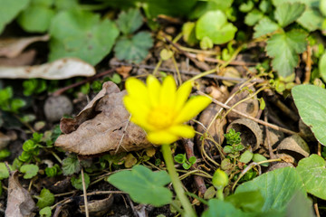 Yellow flowers branch on green grass background. Ranunculus acris, meadow buttercup.