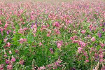 Field Pink flowers Sainfoin, Onobrychis viciifolia. Wildflowers background. Farming concept