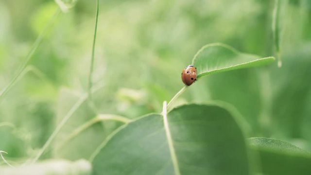 ladybug on a green leaf close-up blurred background