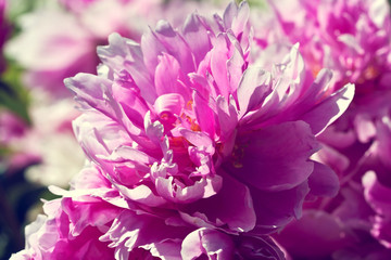 Fragrant trendy  peony grows in decorative garden. Lush grand flower head. Shallow depth of field